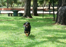 Happy dog at picnic spot