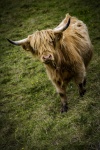 Highlander Cow