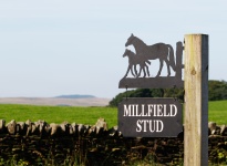 Horse And Foal Sign Lanscape