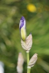Young iris flower