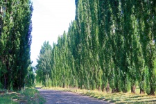 Lane of lombardi poplars