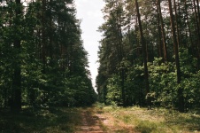 Forest Janowskie
