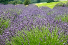 Lavendel Field