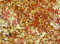 Frunze în culorile toamnei