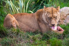 Lioness eating