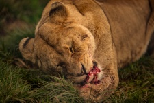 Comer leona