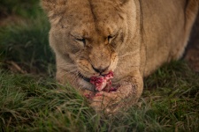 Mănâncă leoaică