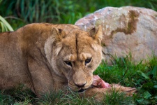 Comer leona