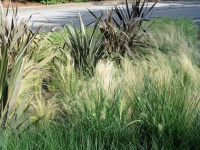 длинные травы