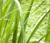Long Grass Background