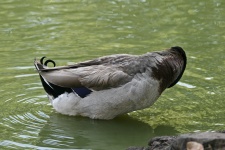 Mallard Drake Duck Tail