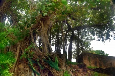Old Sacred Tree