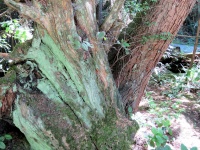 Old Tree 5