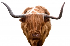 Pittura di una mucca Highland