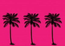 Palmbomen Summer Wallpaper