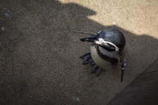 Penguin grigio