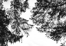 Pine Branch Silhouette