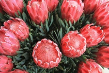 Pink Protea Flowers