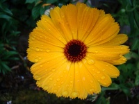 Regndroppar på gul blomma 2