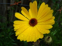 Regndroppar på gul blomma