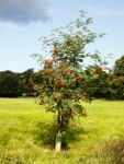 Rowan árboles con frutos rojos