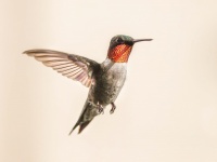 Ruby torkú Hummingbird