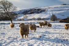 Moutons dans la neige