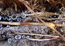 Web de arañas después de la lluvia