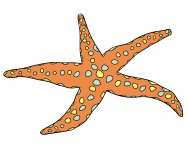 Starfish Colorful Illustration