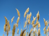 Letní Grass