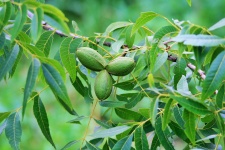 Three Pecan Nuts