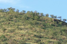 Tree covered hill