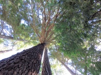 Exibição de árvore em um parque