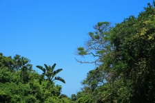Tropisk buskage