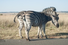 Two Zebras Next To The Road