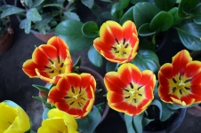 Tulipanes abigarrados