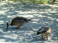 Walking ducks I