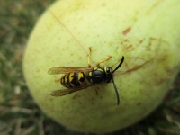 Wespe auf einer Birne