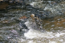 Cascata de água sobre rochas