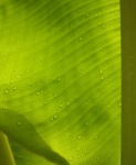 Water droplets on banana leaf