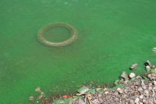 água poluída com algas e pneus