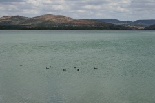 Aves aquáticas em barragem