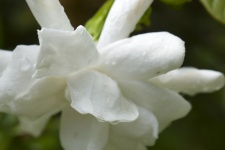 Floare albă