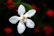White Single Flower