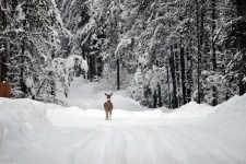 雪の中の白い尾の鹿