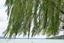 Willow tree over dam