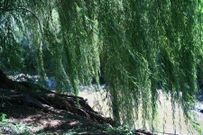 Willow Trees Over River