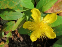 žlutý květ