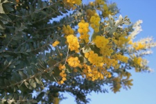 Flores amarillas en el árbol de acacia