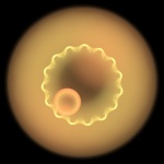 Yellow jelly circle